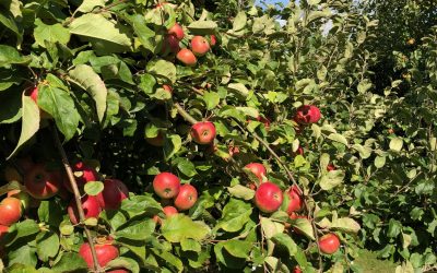 Der September ist da (Kommt der Herbst für die Zeitarbeitsbranche?)